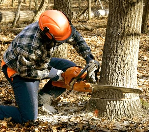 Tree Removal in Mount Ida, AR